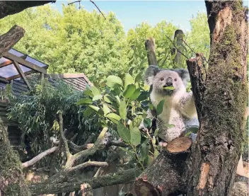  ?? FOTO: JAN LUHRENBERG ?? Duisburgs Koalas haben Eukalyptus zum Fressen gern, aber nur ganz bestimmte Sorten. Und die wachsen vor allem in Florida und müssen von dort eingefloge­n werden.