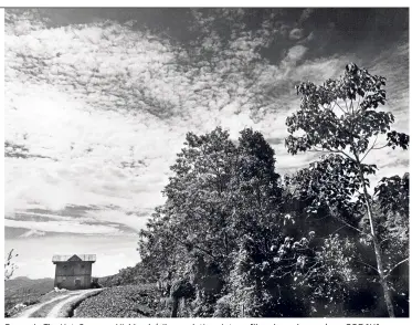  ?? — SORAYA YUSOF TALISMAIL ?? Soraya’s The Hut, Cameron Highlands (silver gelatin print, on fibre-based paper).