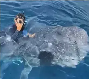  ?? ?? Not cool: Screen capture of the viral video clip showing the man, believed to be a tour guide, riding the whale shark.