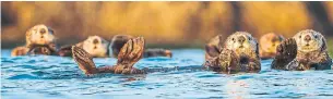  ?? JAMES THOMPSON PHOTOGRAPH­Y ?? Sea otters like these, photograph­ed near Kyuquot on Vancouver Island, eat so much shellfish that B.C.’s shellfish industry could lose up to $7.3 million per year, hurting local Indigenous communitie­s.