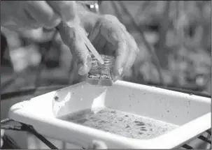  ?? The Associated Press ?? ZIKA: In this June 28 photo, Evaristo Miqueli, a natural resources officer with Broward County Mosquito Control, takes water samples decanted from a watering jug, checking for the presence of mosquito larvae in Pembroke Pines, Fla. The officers make...