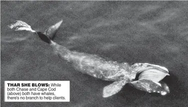  ??  ?? THAR SHE BLOWS: While both Chase and Cape Cod (above) both have whales, there’s no branch to help clients.