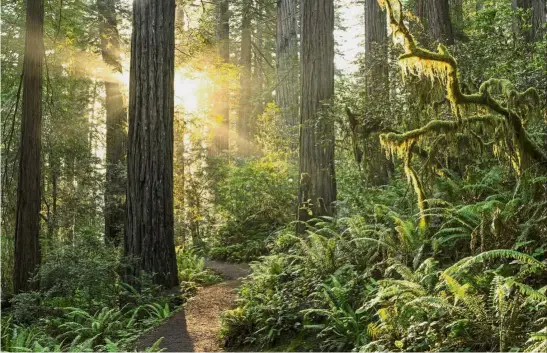  ?? — AFP ?? Look and weep: A protected Redwood forest in California. As of this year, there are 11.6 million sq km of intact forests worldwide.