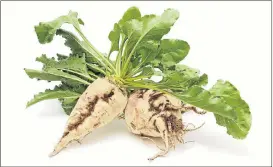  ?? Picture: ISTOCK ?? The humble sugar beet, which is grown in SA, is finding new uses, with a Scottish company creating a new material from waste from the plant that has been found to have uncanny strength.