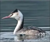  ?? Photo: Dennis Morrison. ?? The first record this year of a great crested grebe.