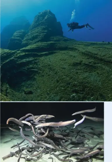  ??  ?? TOP A scuba diver peers down into El Bajón, a volcanic seamount in Spain’s Mar De Las Calmas marine reserve
ABOVE Cutthroat eels swarm a bait package at an unnamed seamount more than 3,000m below the surface of the Pacific