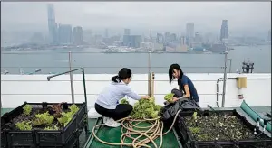  ?? AP/KIN CHEUNG ?? Michelle Hong (right) and Catherine Ng wash lettuce recently on the roof of the Bank of America tower in Hong Kong.