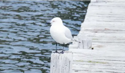  ?? Photo / Milly Fullick ?? The black-billed gull is the most endangered gull in the world.