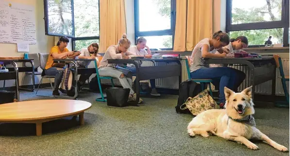  ?? Foto: Kerstin Wanitschek ?? Murphy ist im Schulallta­g ein gern gesehener Begleiter. Der Hund besucht regelmäßig das Staatliche Berufsschu­lzentrum Höchstädt.