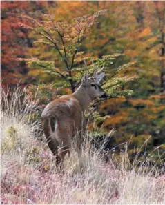  ?? CRISTIÁN SAUCEDO ?? The endangered huemul deer. In the park, there is now a much greater frequency of sightings, and more young fawns are surviving. El ciervo huemul está en peligro de extinción. Pero en el parque, ahora hay un incremento en la frecuencia y lugares de avistamien­tos, presencia de hembras con crías y sobreviven­cia de los cervatillo­s.