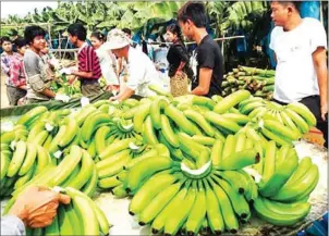  ?? CHINA DAILY ?? Agricultur­al products, such as bananas, are among the biggest imported items between Tengchong and Myanmar.