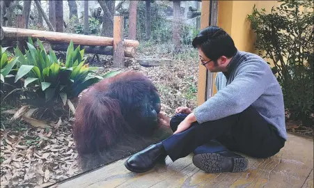  ?? PHOTOS PROVIDED TO CHINA DAILY ?? Shen Zhijun watches an orangutan at Nanjing Hongshan Forest Zoo in Jiangsu province.