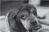  ?? Associated Press ?? A dog who was abandoned in Baton Rouge, La., during flooding waits to be taken to the the East Baton Rouge Parish Animal Control Center for care and shelter.