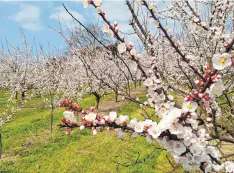  ?? FOTO: DIRK AUGUSTIN ?? Die Aprikosen von Josef Erath in Bodolz stehen in voller Blüte.