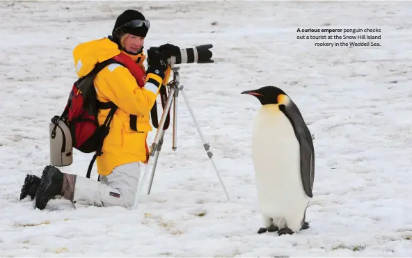  ??  ?? A curious emperor penguin checks out a tourist at the Snow Hill Island rookery in the Weddell Sea.