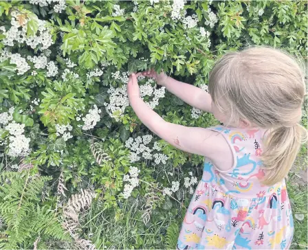  ?? ?? Girl playing in a hedgerow