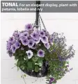  ??  ?? TONAL For an elegant display, plant with petunia, lobelia and ivy