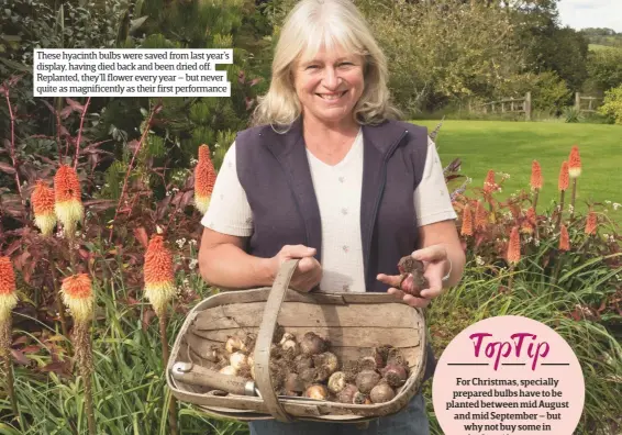  ??  ?? These hyacinth bulbs were saved from last year’s display, having died back and been dried off. Replanted, they’ll flower every year – but never quite as magnificen­tly as their first performanc­e