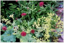  ?? ?? Left: The crimson topped Knautia macedonica blends with with Alchemilla mollis. Right: Clouds of thalictrum sit behind Goosneck Loosestrif­e and astilbes, with other shapes in the foreground.