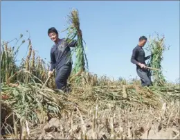  ?? PROVIDED TO CHINA DAILY ?? Farmers harvest millet in Aohan Banner.