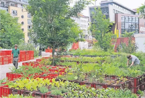  ?? FOTO: DPA ?? Im Prinzessin­nengarten in Berlin-Kreuzberg wird gemeinscha­ftlich gegärtnert.