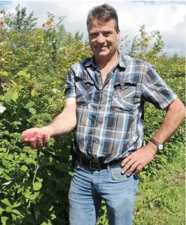  ??  ?? Le producteur Louis Bélisle se réjouit de la qualité des framboises québécoise­s qui sont offertes cette année. PHOTOS MARIE-ÈVE DUMONT