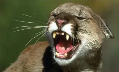  ?? NATIONAL PARK SERVICE/THE ASSOCIATED PRESS ?? In an experiment, 80 per cent of mountain lions fled their kill sites when they heard human voices.