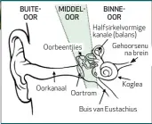  ??  ?? Verwarrend­e boodskappe wat jou binneoor, wat vir jou sin van balans en ruimte verantwoor­delik is, na jou brein stuur, kan bewegingsi­ekte veroorsaak.