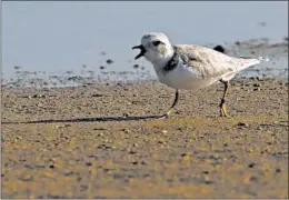  ?? JOSE M. OSORIO/CHICAGO TRIBUNE ?? A young piping plover walks across the sand July 29 at Montrose Beach in Chicago.