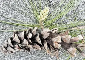  ?? DREW MONKMAN ?? The male cones of a white pine (above) are much smaller than the female cone (below).