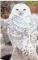  ?? JIM MCCORMAC/ FOR THE DISPATCH ?? A snowy owl