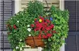  ??  ?? Blooming trend: A hanging basket