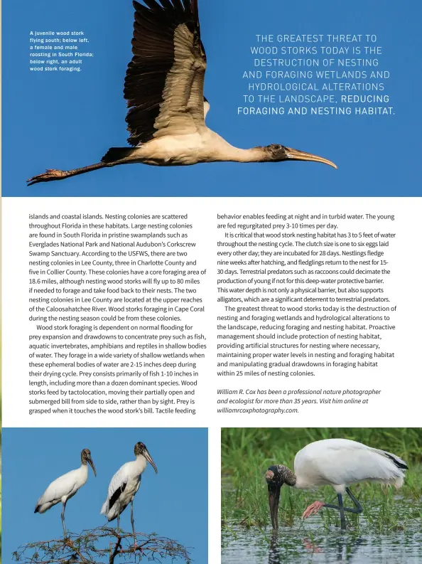  ??  ?? A juvenile wood stork flying south; below left, a female and male roosting in South Florida; below right, an adult wood stork foraging.