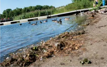  ?? FOTO: EIRA DESAX ?? FARSTA STRANDBAD. Här tvingas badgästern­a samsas med gässen.