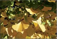  ?? Special to the Democrat-Gazette/JANET B. CARSON ?? Ginkgo, a great shade tree with yellow fall color, is also well suited to container planting.