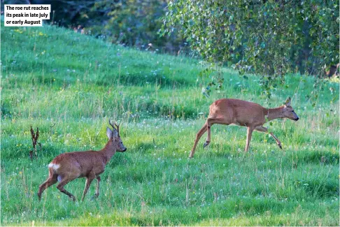  ?? ?? The roe rut reaches its peak in late July or early August