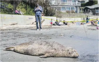  ??  ?? A moulting juvenile elephant seal at Gonzales Beach on April 27. She has since headed back to the ocean.