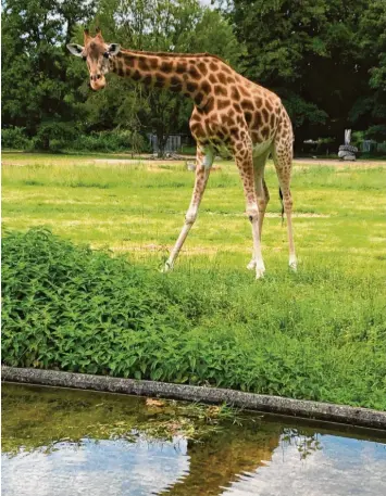  ?? Foto: Zoo Augsburg ?? Im Sommer traute sich Giraffe Gaya endlich auf Gras. Doch sie hatte auch eine Gelenkerkr­ankung und musste jetzt eingeschlä­fert werden.