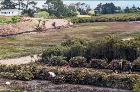  ??  ?? LEFT The barge with a full load; right, once cut, the mangroves are stacked in rows just wide enough for the barge.