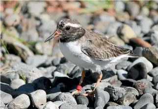  ?? PHOTOS: ILLYA MCLELLAN/FAIRFAX NZ ?? Progress has been made in establishi­ng new population­s of shore plover.