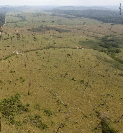  ??  ?? La deforestac­ión avanza a pasos de gigante en la Amazonía brasileña; las autoridade­s de aquel país estiman un crecimient­o de 28% en la tasa de pérdida de bosque en apenas un año (2012-2013).