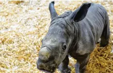  ?? Foto: Anne Wall ?? Das kleine Nashorn Kibo und seine Halbschwes­ter Keeva bescherten dem Zoo einen Besucherre­kord, der aber schon wieder Geschichte ist.