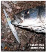  ??  ?? This bass took a needlefish