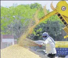  ?? HT FILE PHOTO ?? All procuremen­t agencies in Punjab have been directed to make arrangemen­ts for storage of wheat.