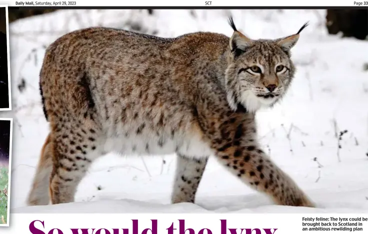  ?? ?? Feisty feline: The lynx could be brought back to Scotland in an ambitious rewilding plan