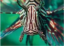  ??  ?? (Clockwise from the top) The napoleonfi­ah can be spotted near the deeper coral reefs of Lakshadwee­p; the lionfish has more than 13 venomous spines for defence; the wingspan of a manta ray can reach upto 20 feet