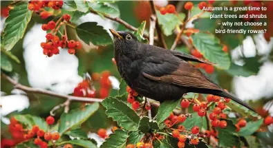  ?? ?? Autumn is a great time to plant trees and shrubs – why not choose a bird-friendly rowan?