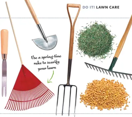  ??  ?? Use a spring-tine rake to scarify your lawn