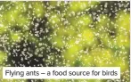  ??  ?? Flying ants – a food source for birds