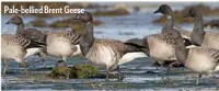  ??  ?? Pale-bellied Brent Geese